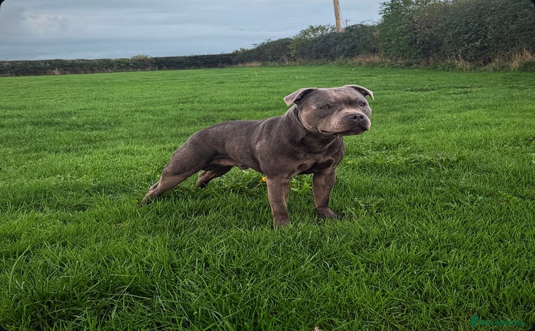 Staffordshire Bull Terrier dogs - Advert 3
