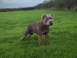 Staffordshire Bull Terrier dogs A NEW SUPERIOR SOLID BLUE MALE - Advert 4