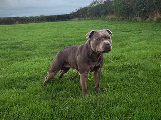 Staffordshire Bull Terrier dogs A NEW SUPERIOR SOLID BLUE MALE - Advert 11