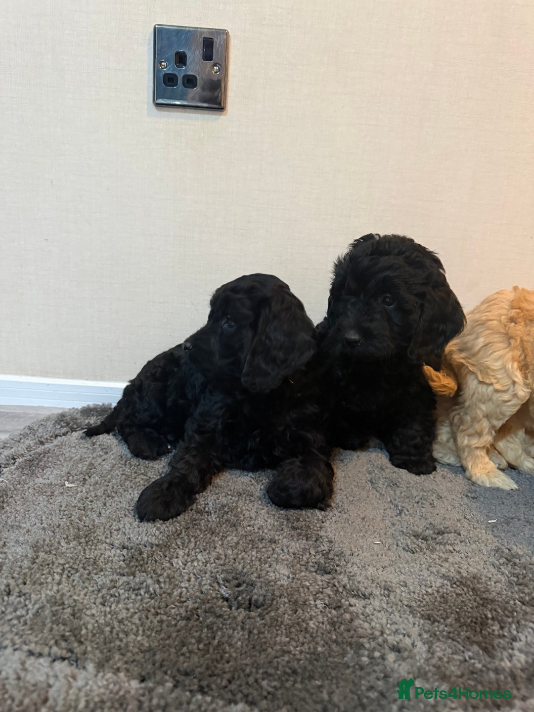 Cockapoo dogs for sale: Cockapoo puppies - Advert 30