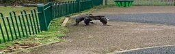 Mixed Breed dogs for sale: MALE STUD READY  in Tamworth - Advert 4