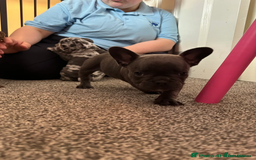 French Bulldog dogs for sale: Charming selection of French Bulldog Puppies - Image 15