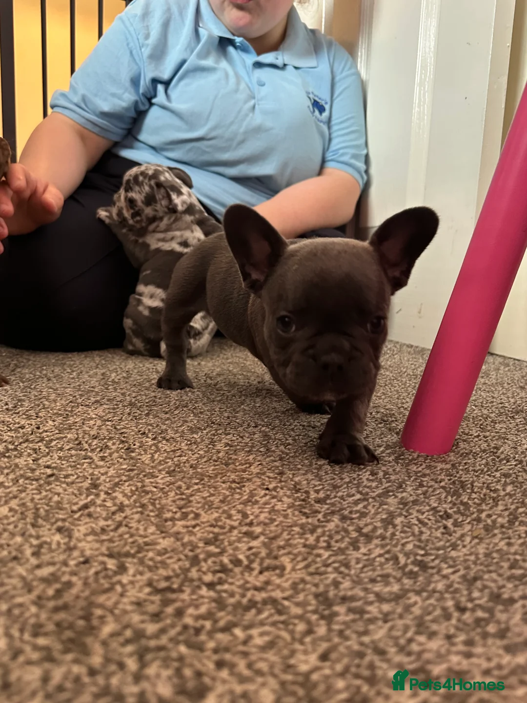 French Bulldog dogs for sale: Charming selection of French Bulldog Puppies - Image 15