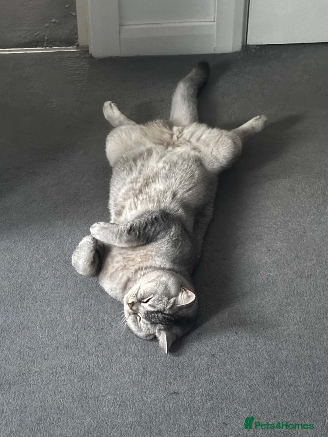 British Shorthair cats for sale:  Loving Home Wanted for Gizmo 🐾 - Advert 2