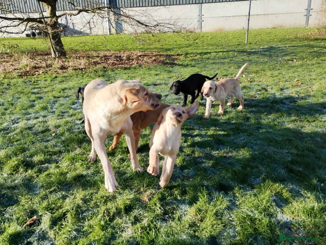 Labrador Retriever dogs for sale: Labrador Puppies for Sale  - Advert 8