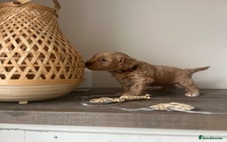 Cockapoo dogs for sale: F1B Miniature cockapoo puppies🌟DNA health checked - Image 11