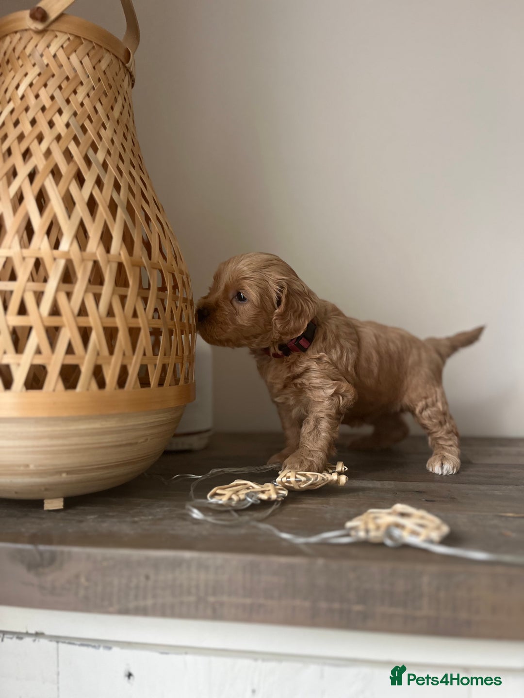 Cockapoo dogs for sale: F1B Miniature cockapoo puppies🌟DNA health checked - Image 11