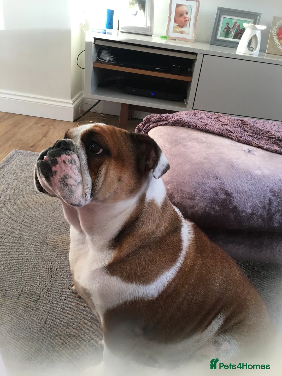 English Bulldog dogs for sale: KC English Bulldog in Porth - Advert 4