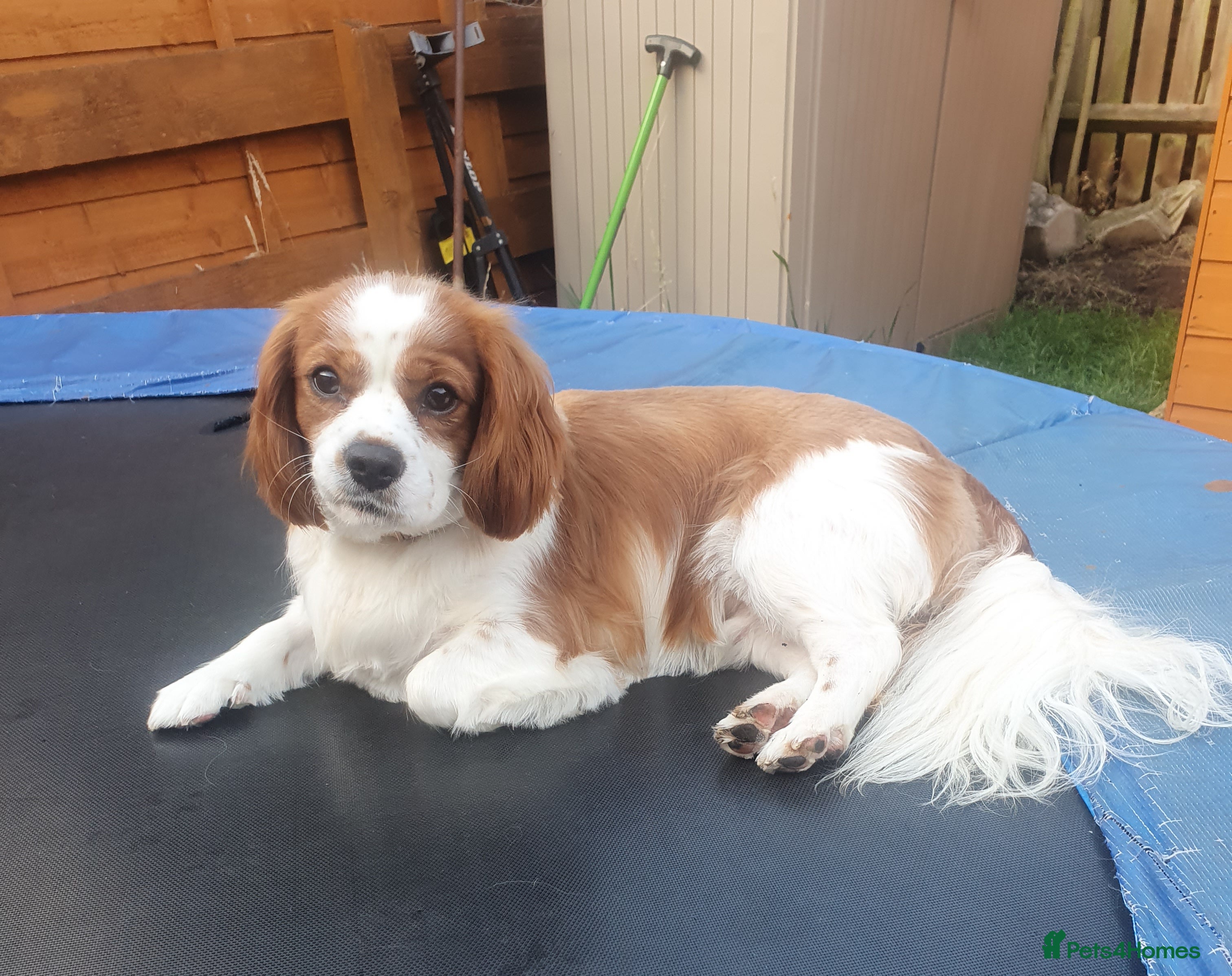 Cavalier King Charles Spaniel dogs Cavalier King Charles male 2 years old  - Advert 13