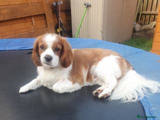 Cavalier King Charles Spaniel dogs Cavalier King Charles male 2 years old - Advert 13