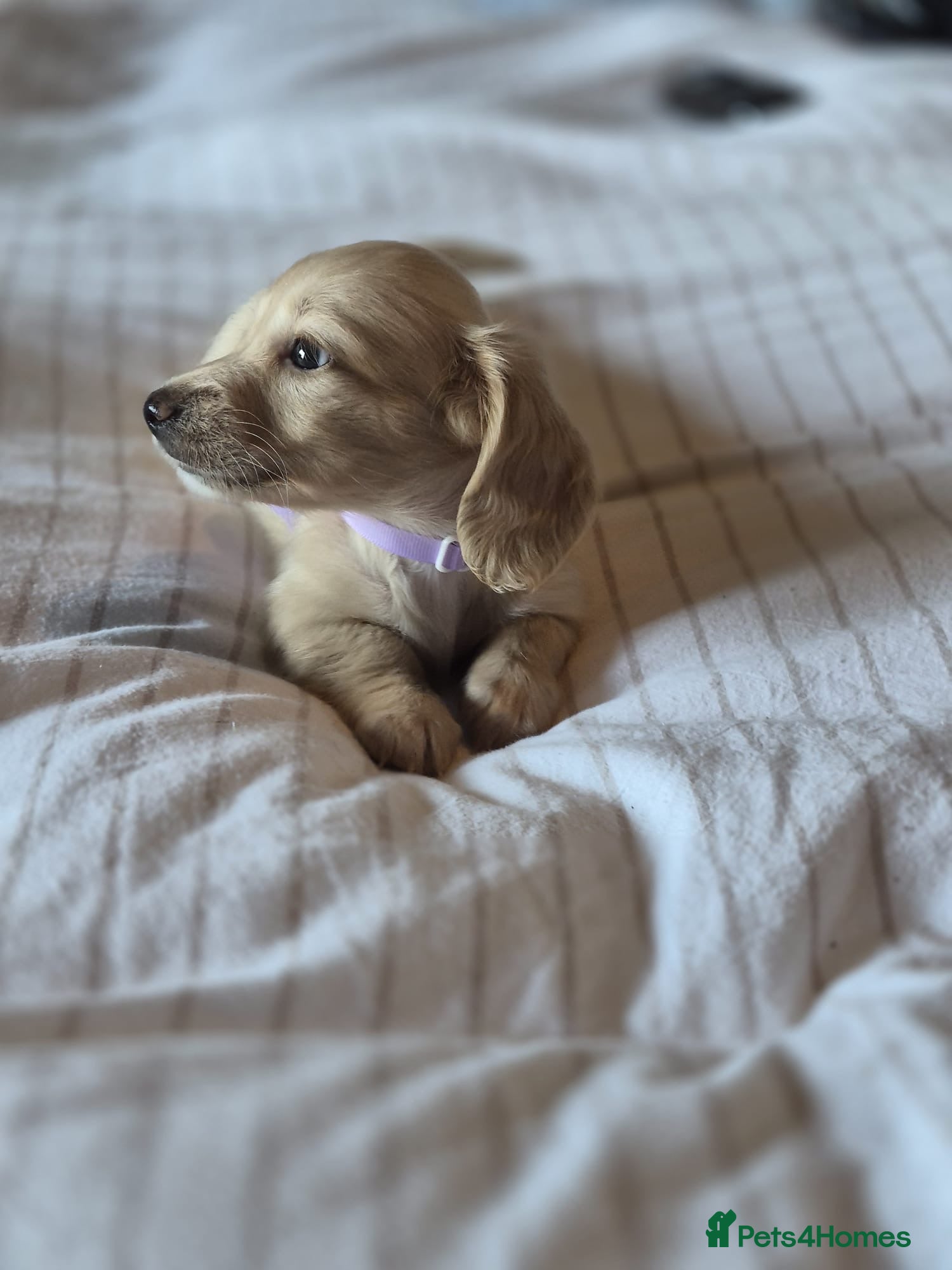 Miniature Dachshund dogs Cream Long Haired Pups KC - Advert 1