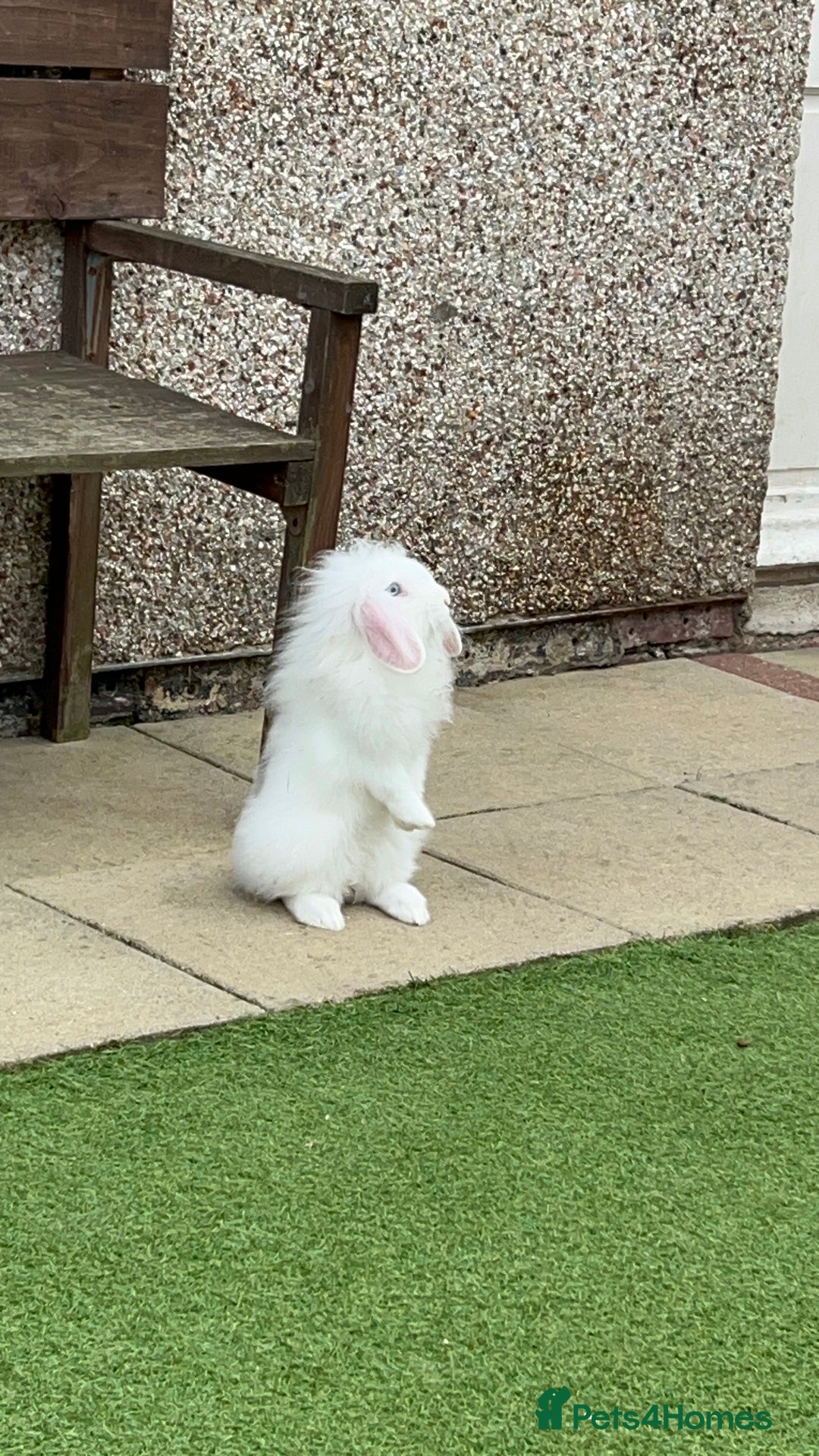 English Lop rabbits for sale: Rabbit  - Image 5