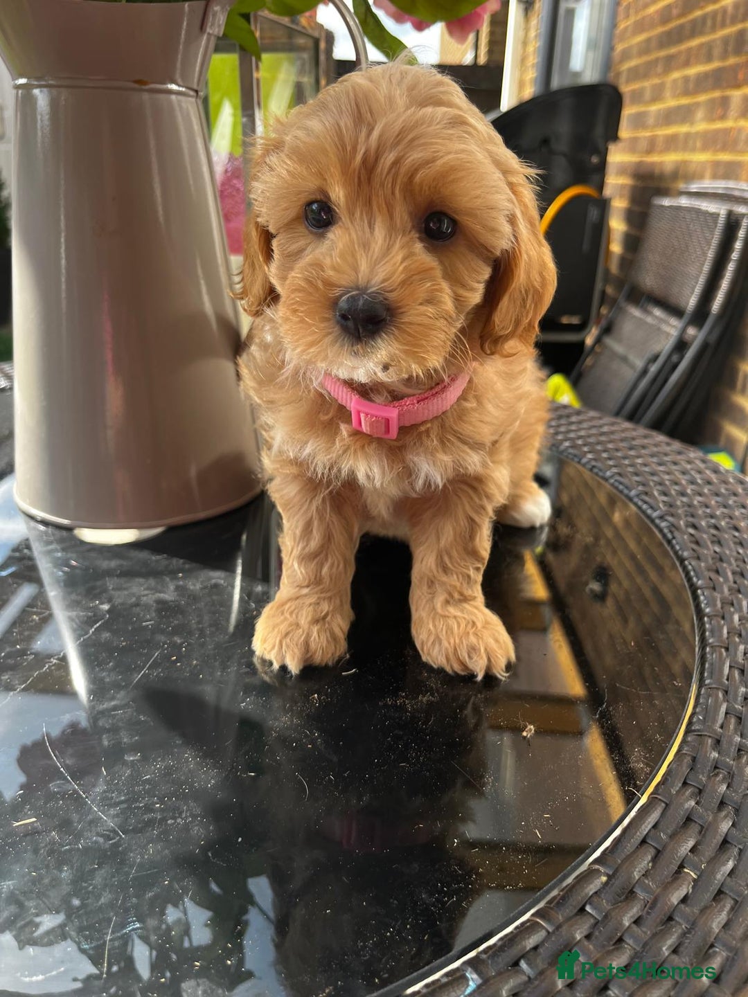 Maltipoo dogs for sale: Adorable Maltipoo  - Image 10