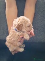 Cockapoo dogs 2 Cockapoo puppies 2 Boys - Advert 4