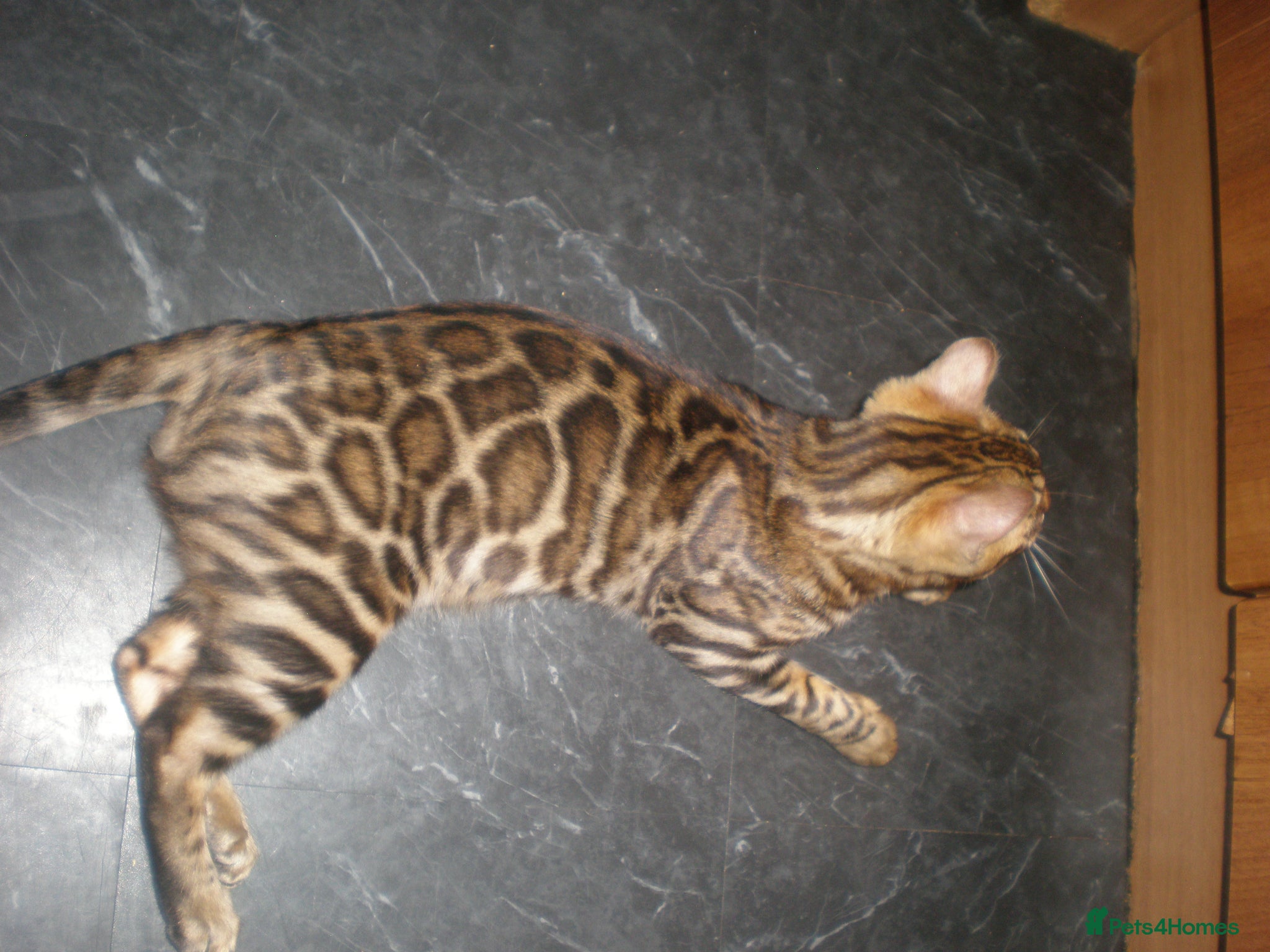 Bengal cats Beautiful Male Bengal - ready to leave  - Advert 1