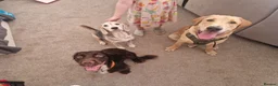 Labrador Retriever dogs for sale: 8 month old labrador  - Advert 3