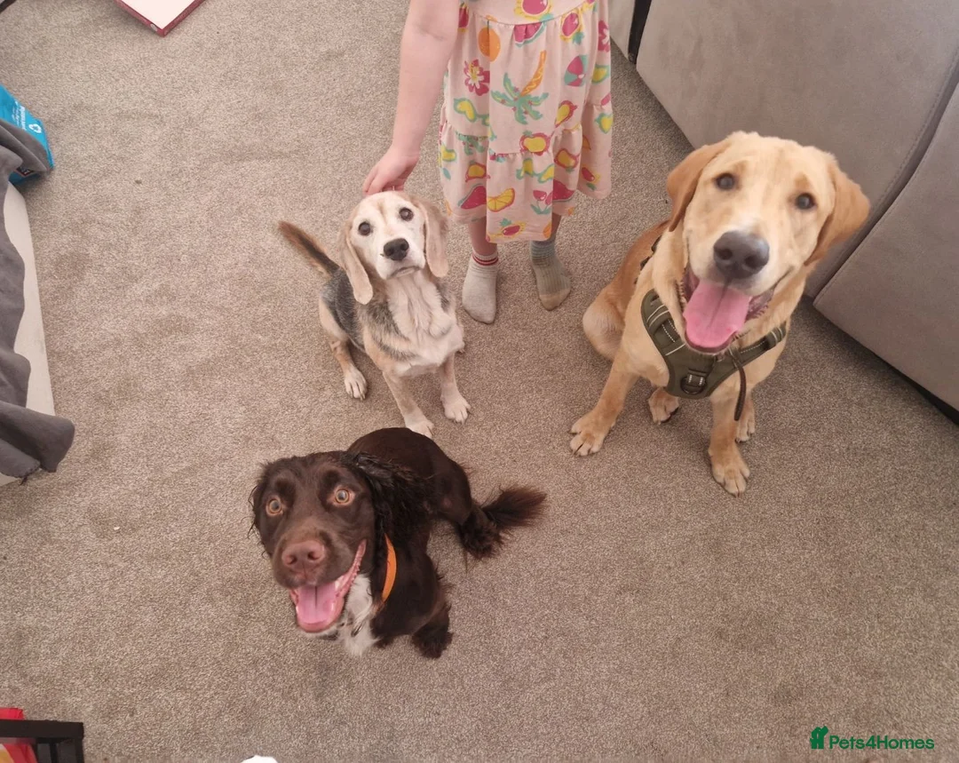 Labrador Retriever dogs for sale: 8 month old labrador  - Advert 3
