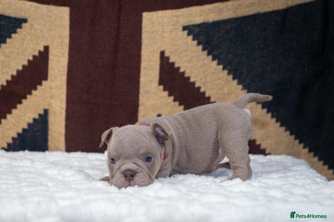English Bulldog dogs for sale: For sale: 7 English Bulldog Puppies - Image 16