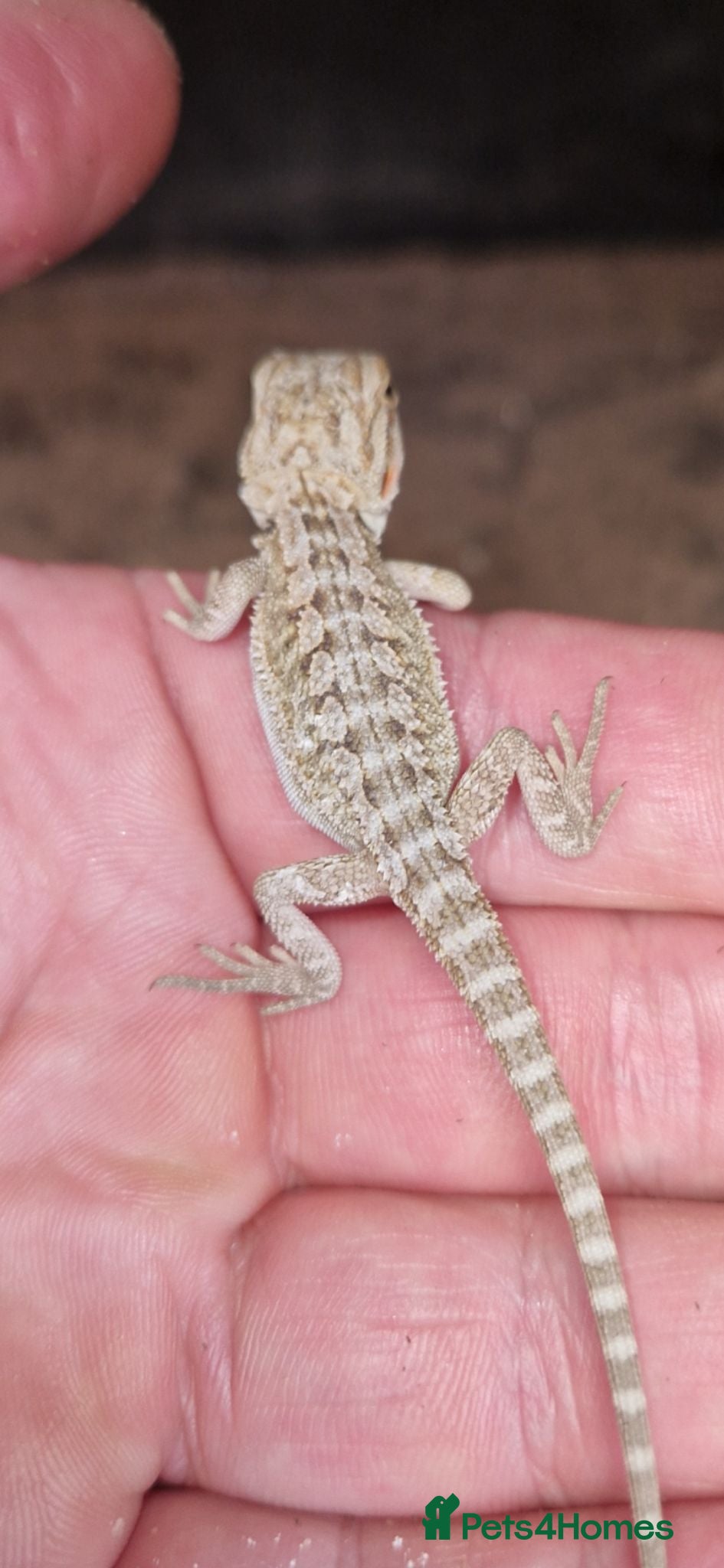 Bearded Dragon reptiles Bearded dragons - Advert 5