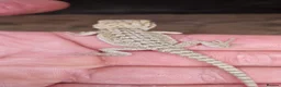 Bearded Dragon reptiles for sale: Bearded dragons - Advert 1
