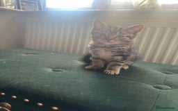 Toybob cats for sale: Kittens for sale  - Image 2