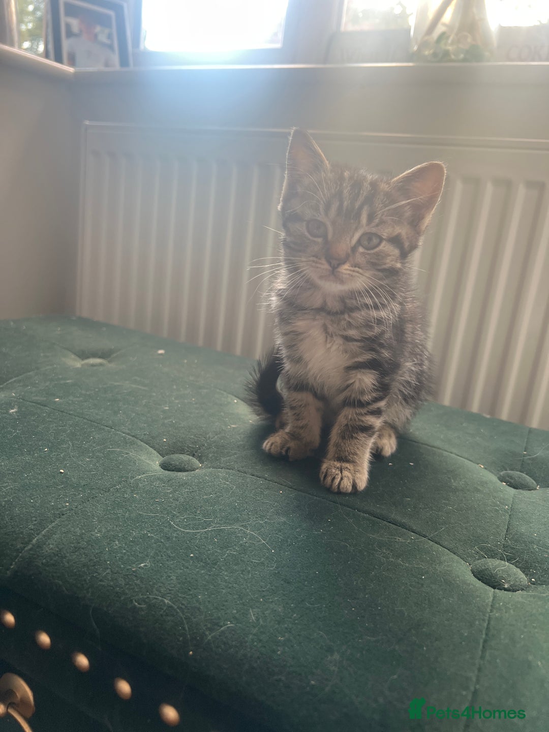Toybob cats for sale: Kittens for sale  - Image 2