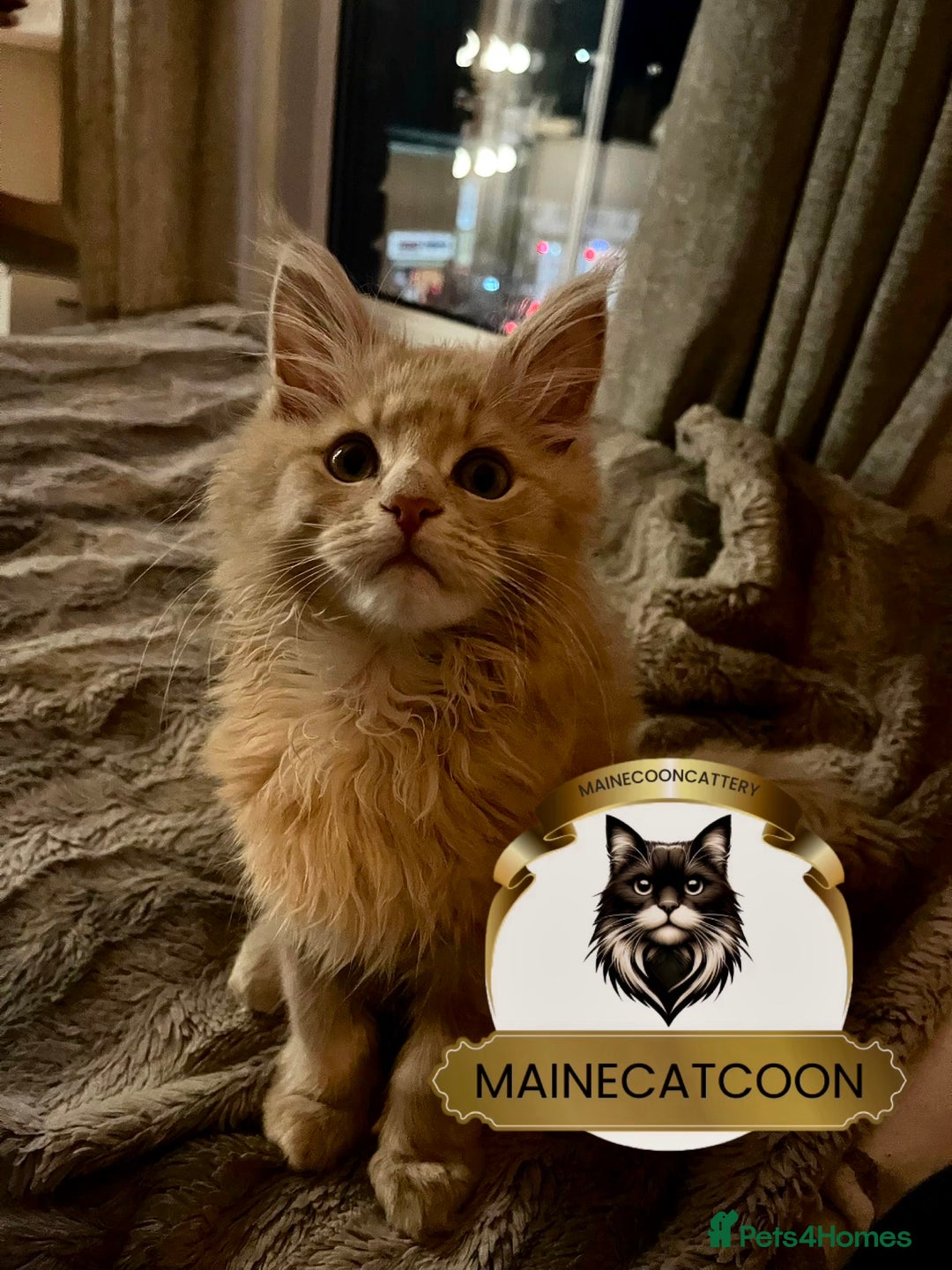 Maine Coon cats for sale: Pedigree Maine coon Tica reg. Final Boss Garfield - Advert 1