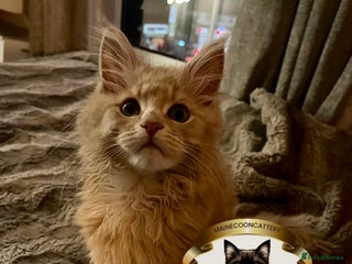 Maine Coon cats Pedigree Maine coon Tica reg. Final Boss Garfield - Advert 3