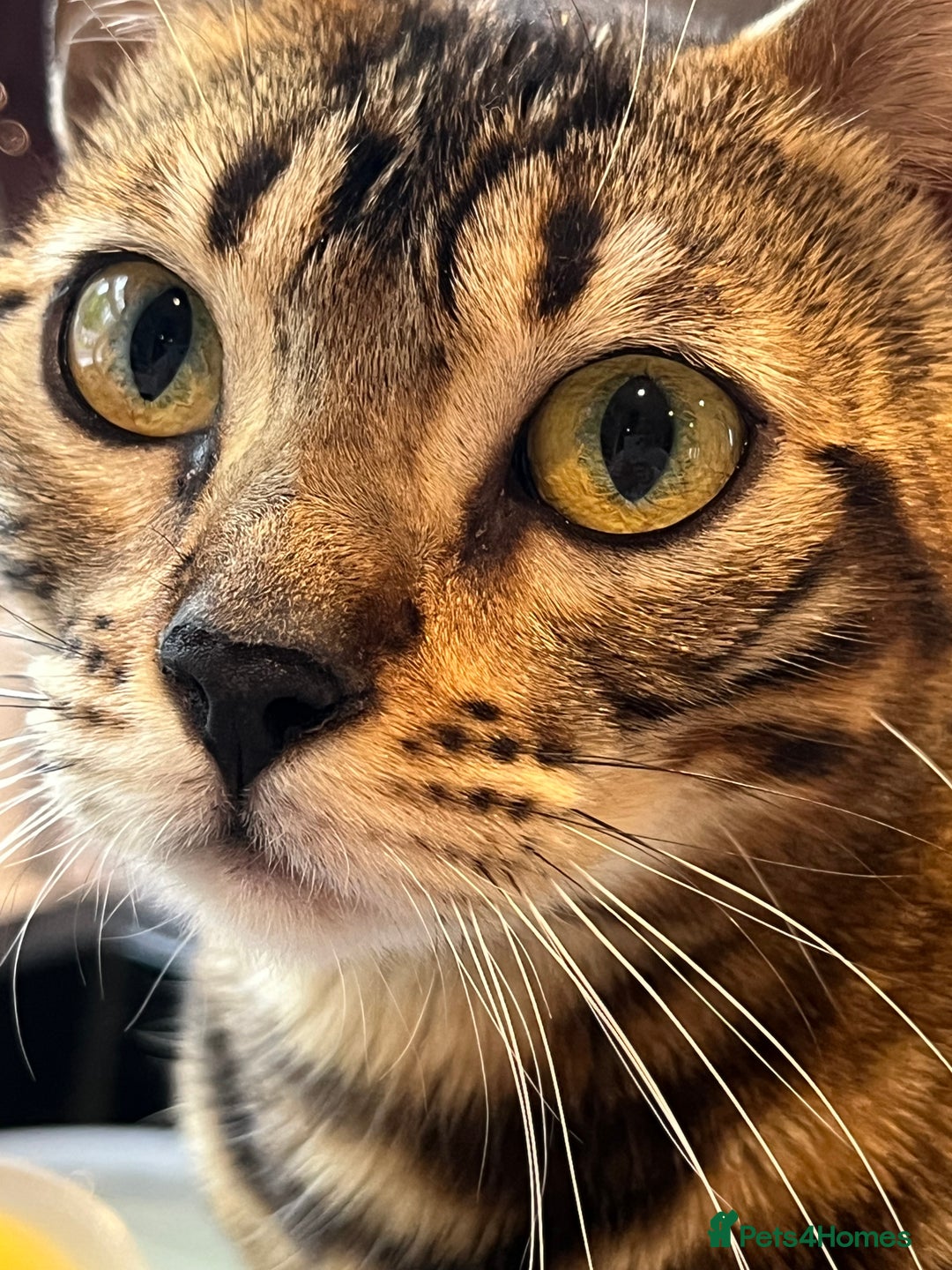 Bengal cats for sale: Bengal cats - Advert 8