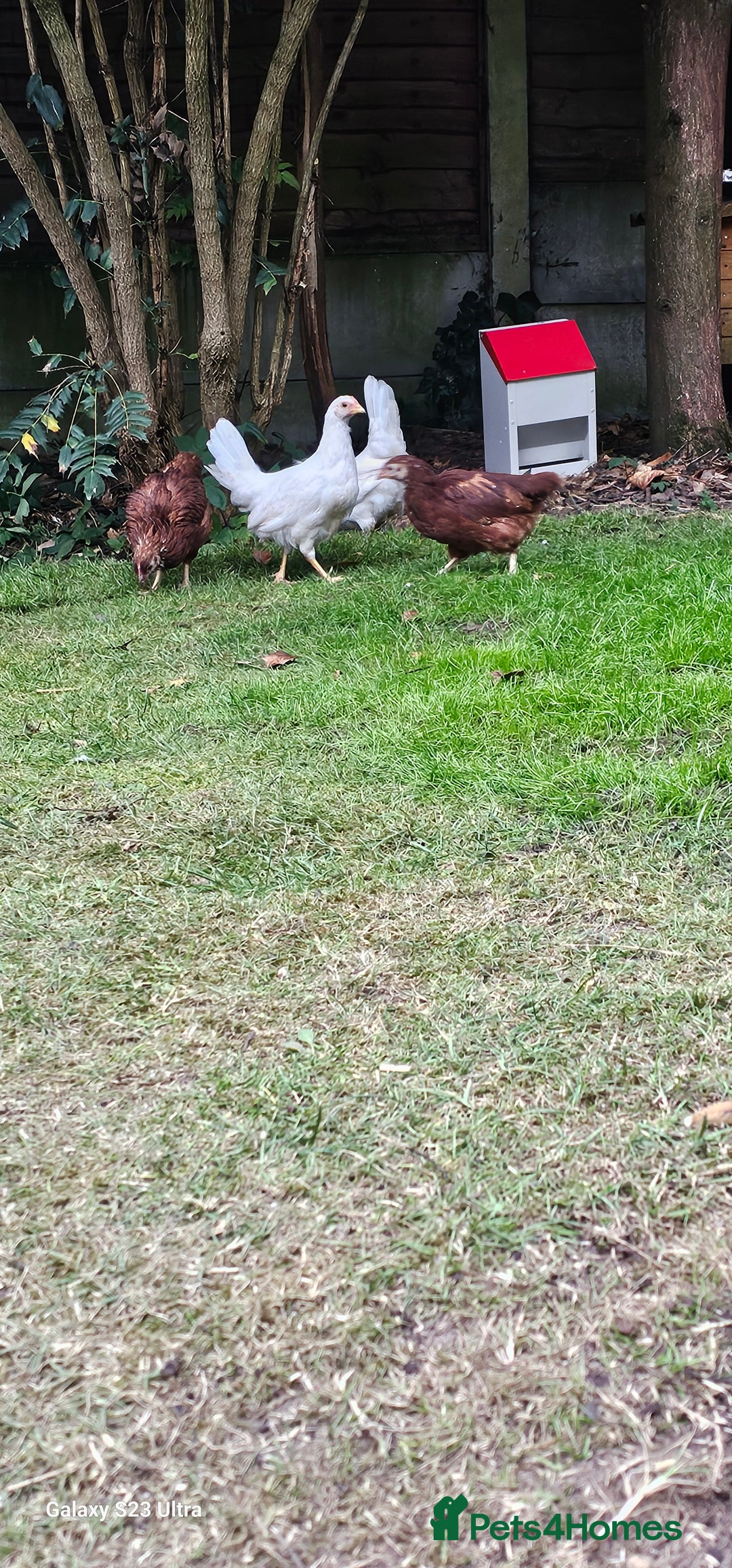Hens poultry for sale:  FREE chickens 2 Rhode island Reds & 2 Leghorns - Image 8