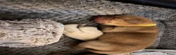 Labrador Retriever dogs for sale: Beautiful Labrador Puppies in Leeds - Advert 11