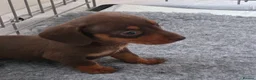 Miniature Dachshund dogs for sale: Beautiful Chocolate and Tan miniature dachshunds - Advert 8