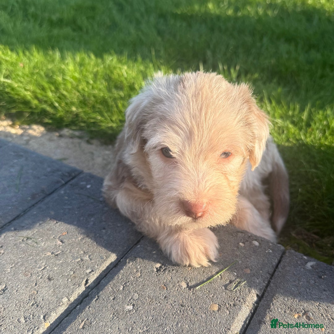 Jackapoo dogs for sale: Adorable Jackapoo puppies - Image 6