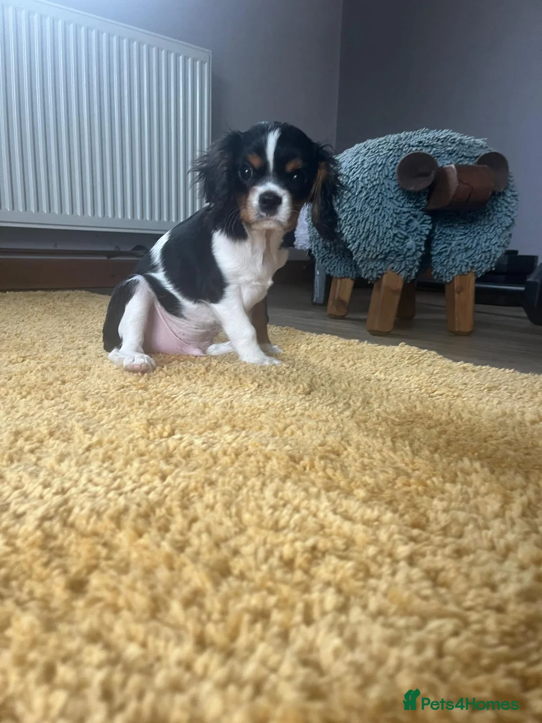 Cavalier King Charles Spaniel dogs for sale: Last two boys - Advert 1