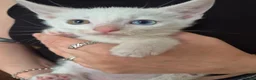 Mixed Breed cats for sale: White Kittens Ready to leave - Advert 21