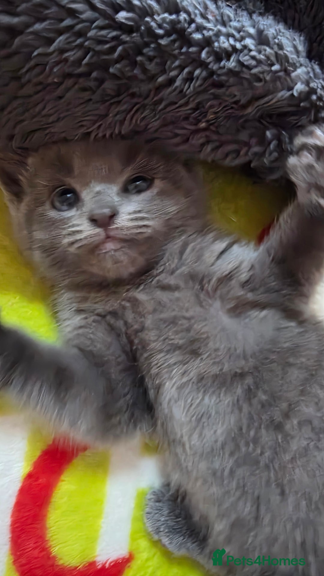 Ragdoll cats for sale: 3 beautiful ragdoll cross Persian kittens - Advert 10