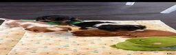 Cavalier King Charles Spaniel dogs for sale: Beautiful Cavalier King Charles Spaniel Puppies in Derby - Advert 3