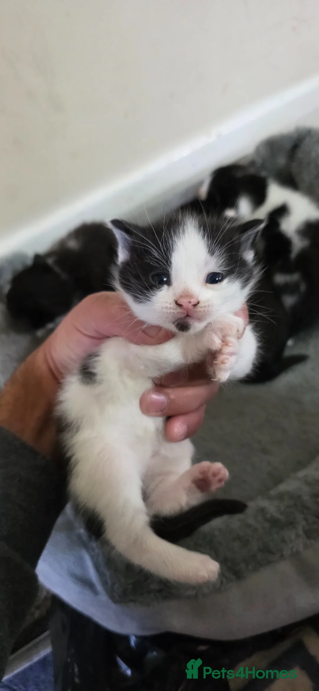 Mixed Breed cats for sale: beautiful cats in Leicester - Advert 2