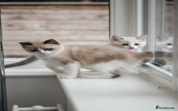 Ragdoll cats for sale: 🐈✨ Tica Registered Ragdoll Kittens in Tamworth - Image 26
