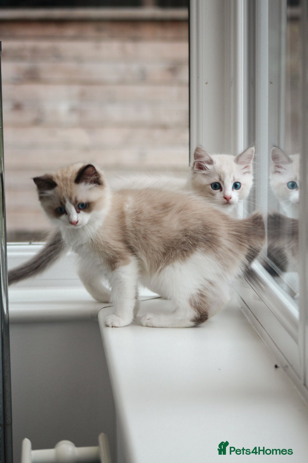 Ragdoll cats for sale: 🐈✨ Tica Registered Ragdoll Kittens in Tamworth - Image 26