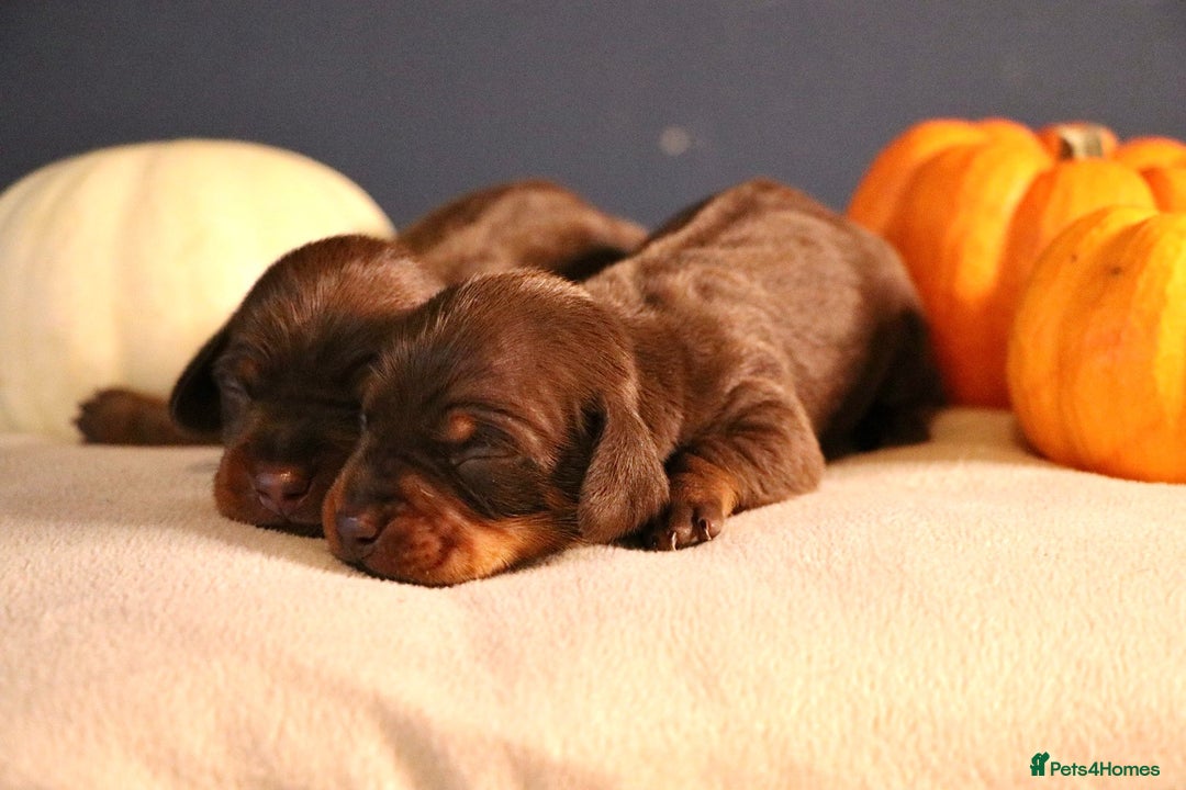 Miniature Dachshund dogs for sale: Pedigree KC show line miniature dachshund puppies  - Image 5