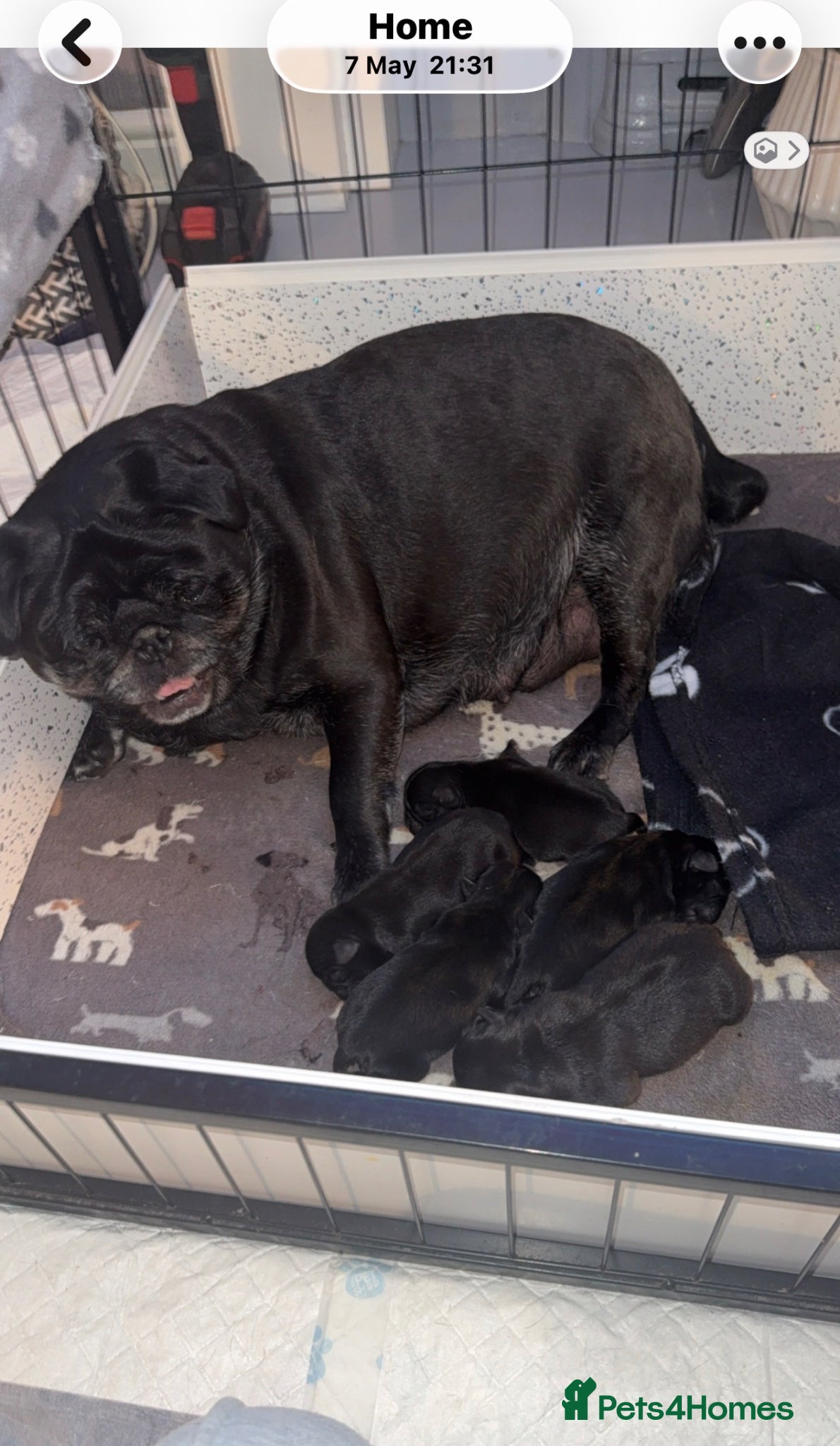 Pug dogs Beautiful black pugs - Advert 1