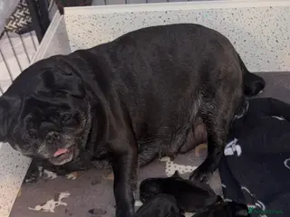 Pug dogs Beautiful black pugs - Advert 13