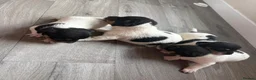 Jack Russell dogs for sale: 🐶 4 Adorable Jack Russel Puppies🐶 - Advert 8