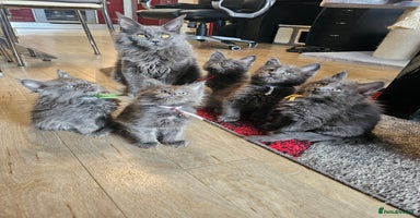 Maine Coon cats 🔥*STUNNING Litter of 6 Solid*💎*Blue Maine Coon💎 - Advert 1