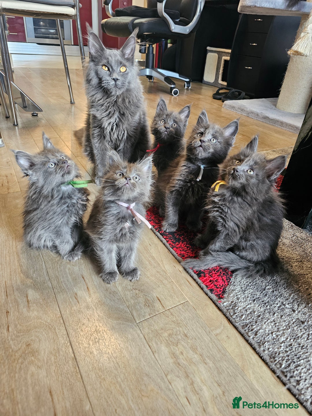 Maine Coon cats for sale: 🔥*STUNNING Litter of 6 Solid*💎*Blue Maine Coon💎 - Advert 3