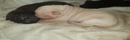 Shar Pei dogs for sale: Wrinkley cuddley shar pei pups  - Advert 9