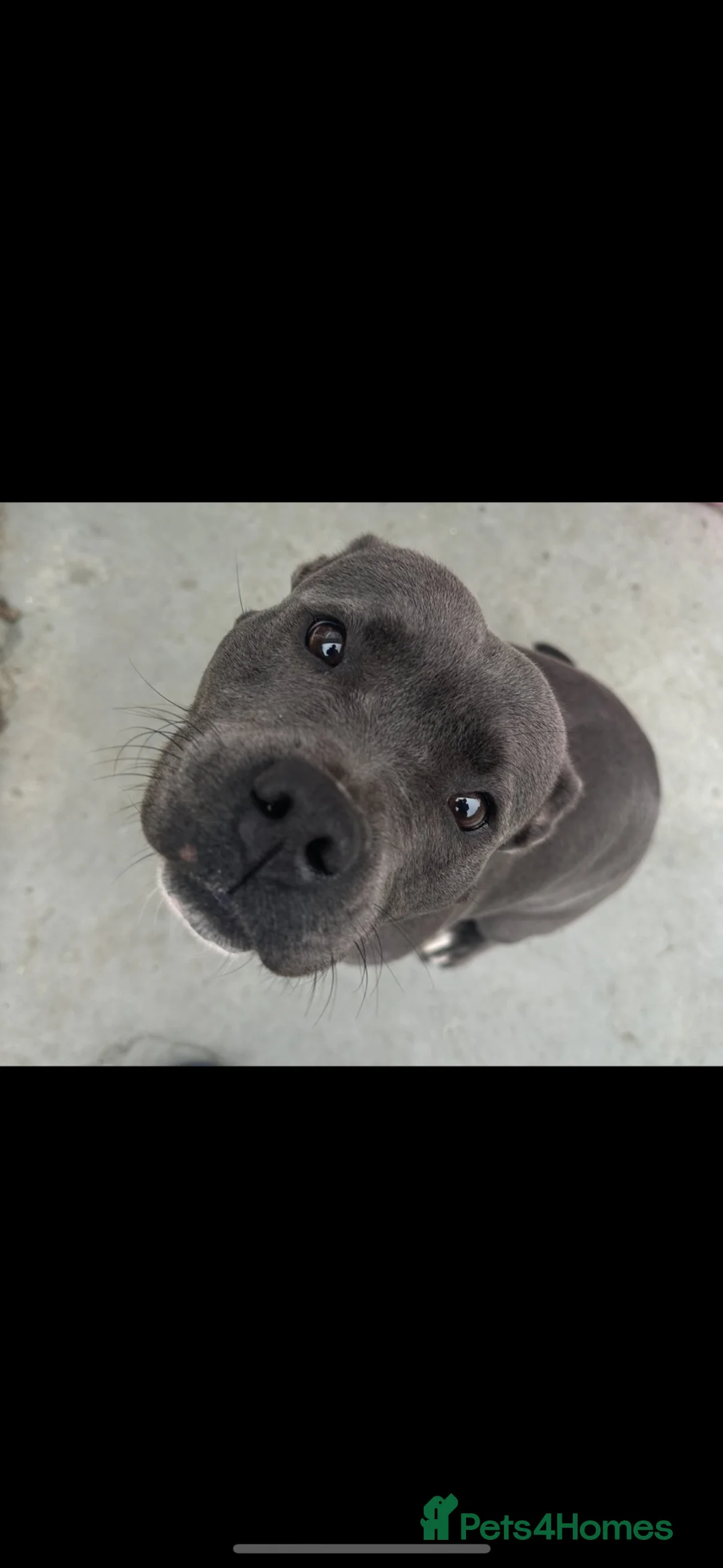 Staffordshire Bull Terrier dogs for sale: Female Staffordshire bull terrier  - Advert 1