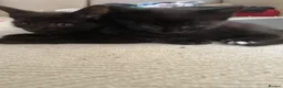 Mixed Breed cats for sale: Kittens - Advert 2