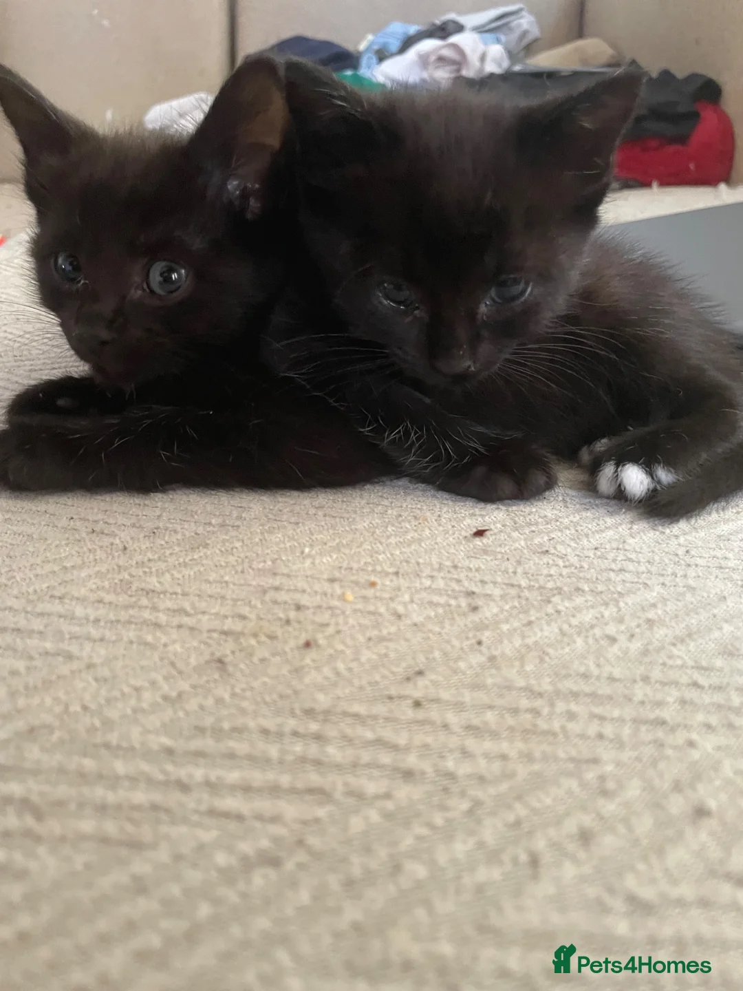 Mixed Breed cats for sale: Kittens - Advert 2